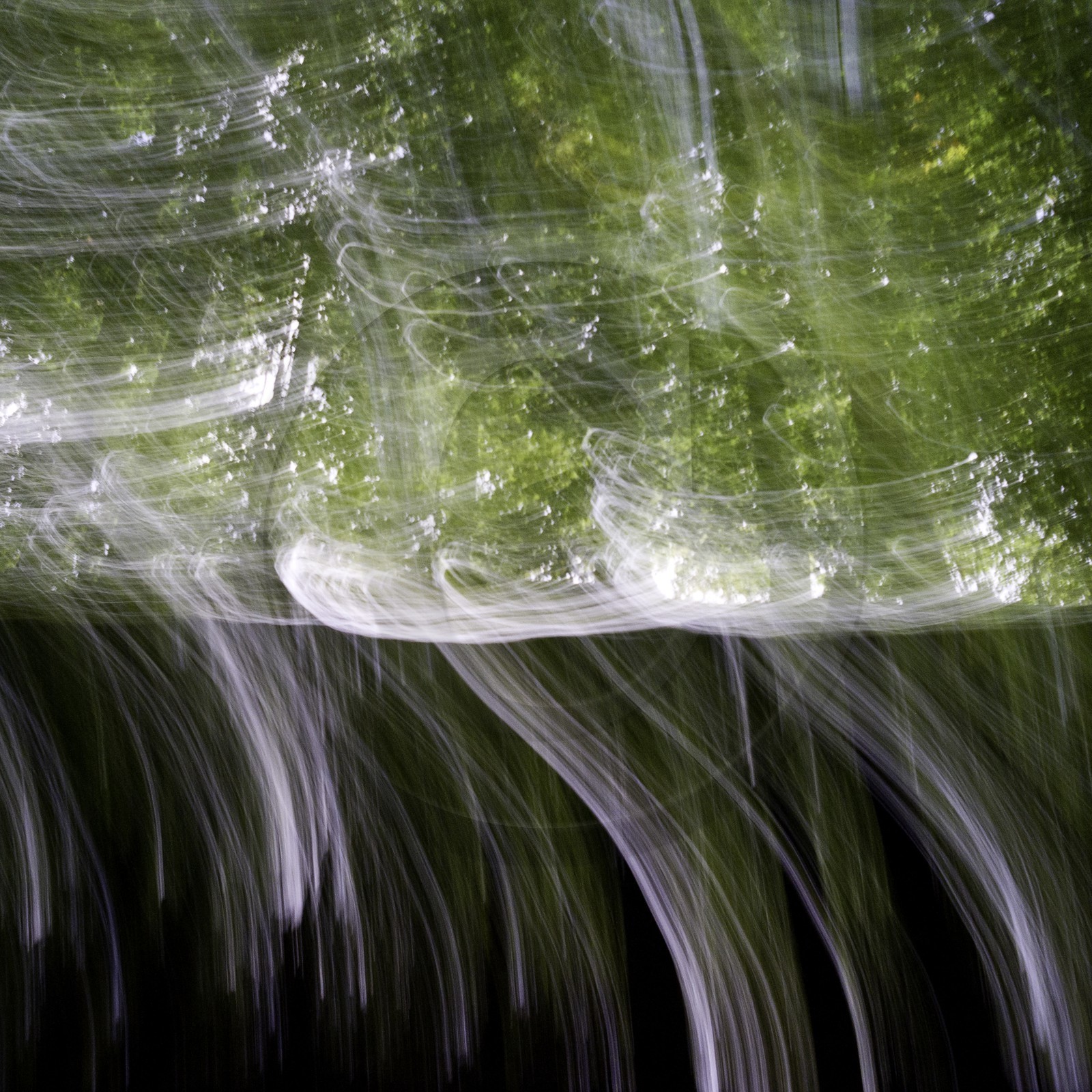 Le Pays des Arbres Flous