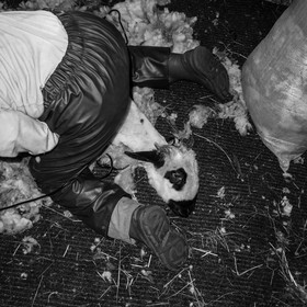 La tonte des moutons