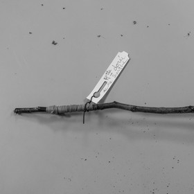 03 avril 2019 : Initiation à la greffe d'arbres fruitiers