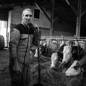 Les soins aux vaches