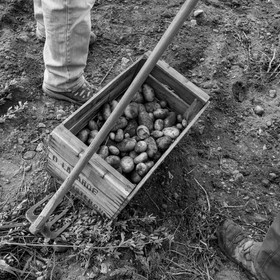 La récolte des pommes de terre avec un cheval