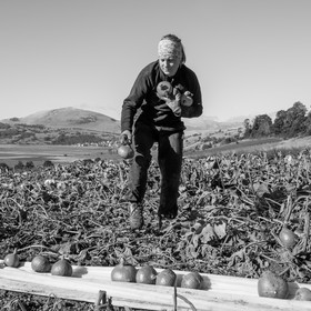 La récolte des courges