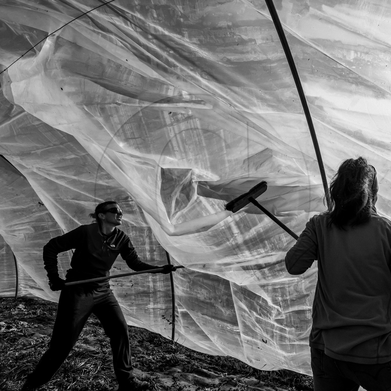 Montage de serres tunnel