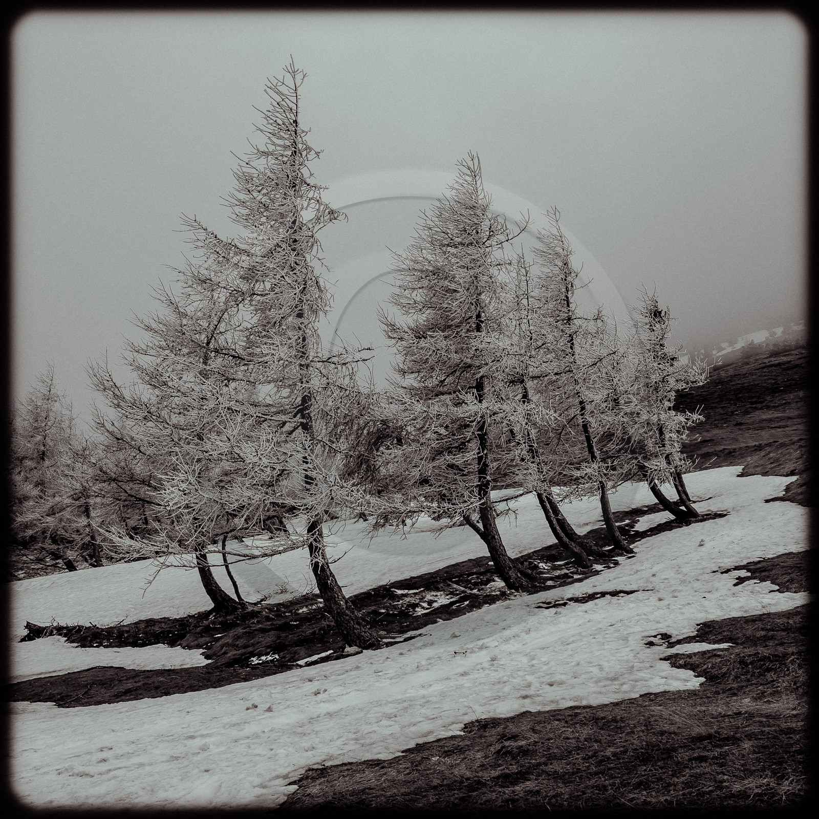 Arbres sous la neige au col du Noyer