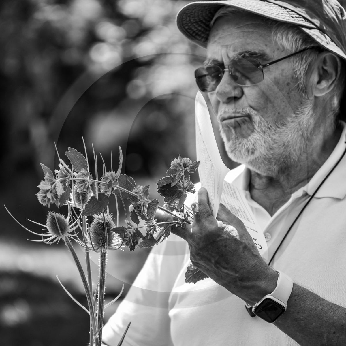29 juin 2022 : Découverte des plantes sauvages