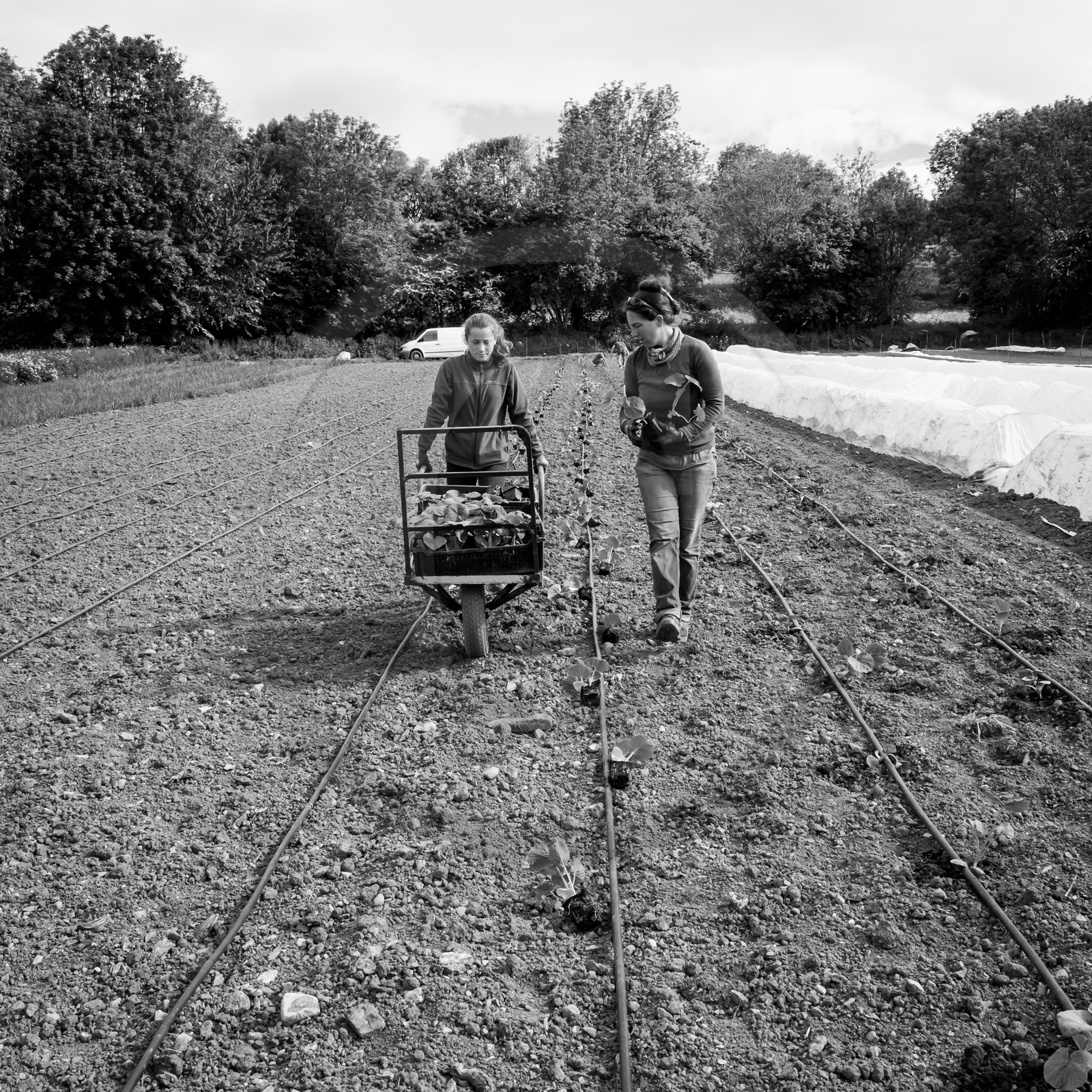 La plantation des courges