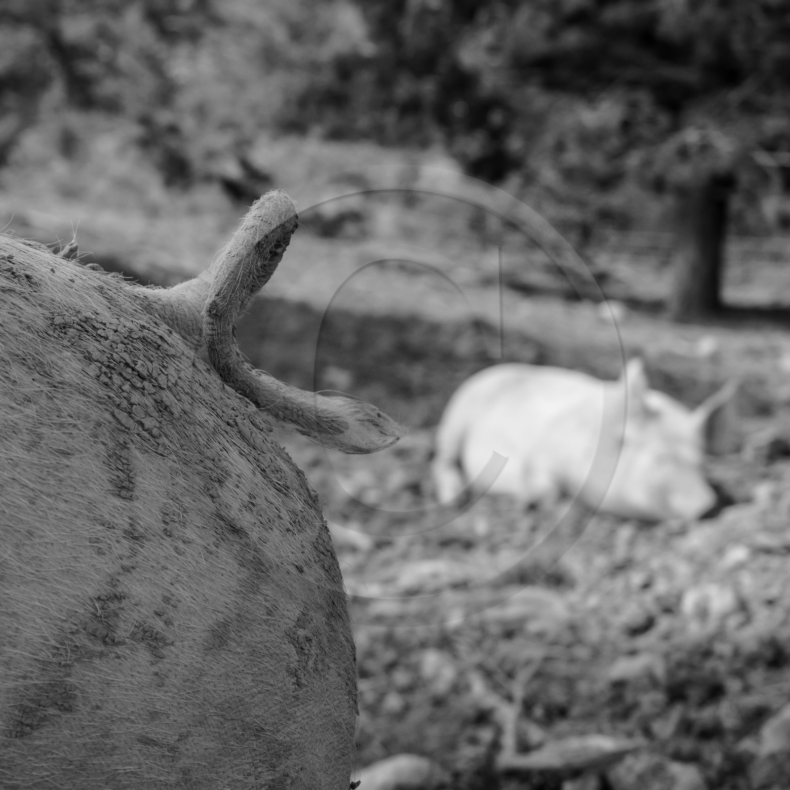 Elevage biologique de cochons en plein air