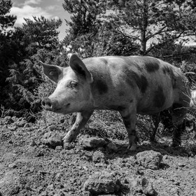 Elevage biologique de cochons en plein air