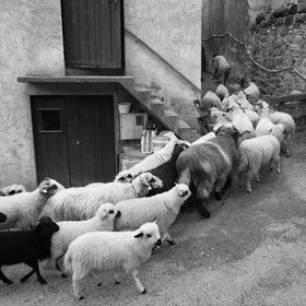 La transhumance des brebis
