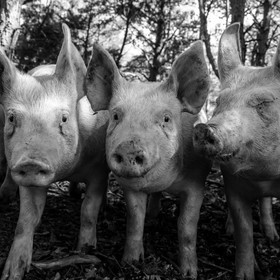 Elevage biologique de cochons en plein air