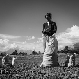La récolte des pommes de terre