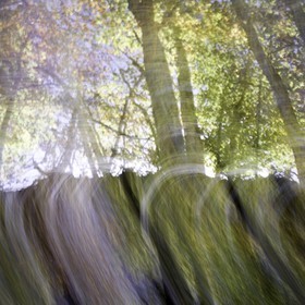 Le Pays des Arbres Flous