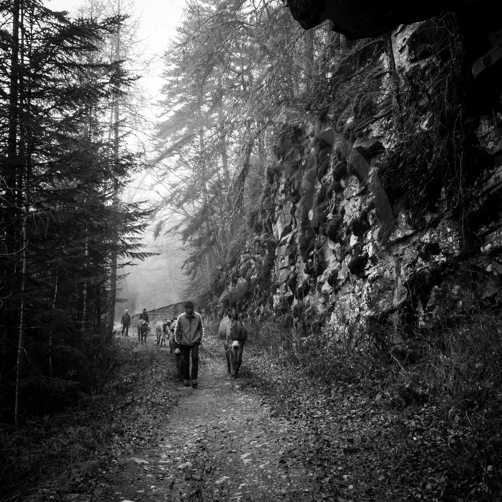 La transhumance des ânes