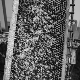 L'extraction du miel