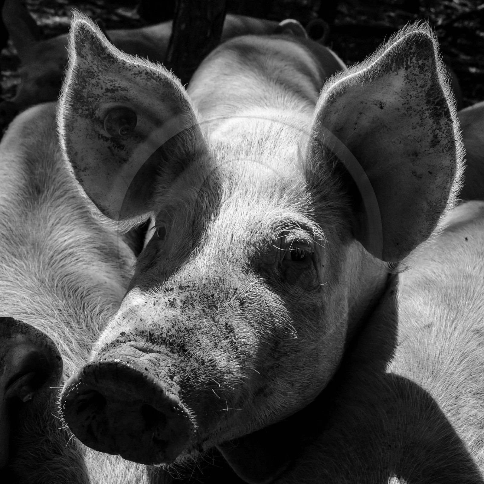 Elevage biologique de cochons en plein air