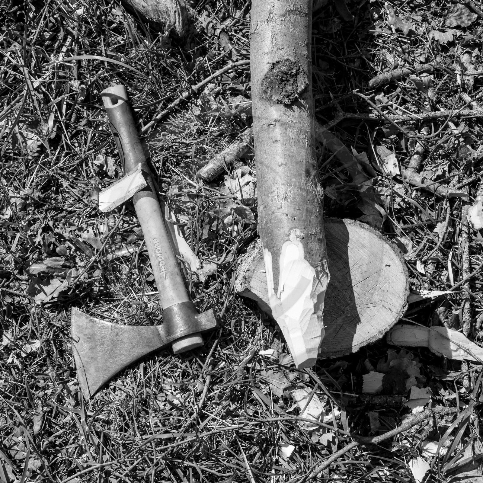 Nettoyage du terrain - Coupe du bois - 29 03 17