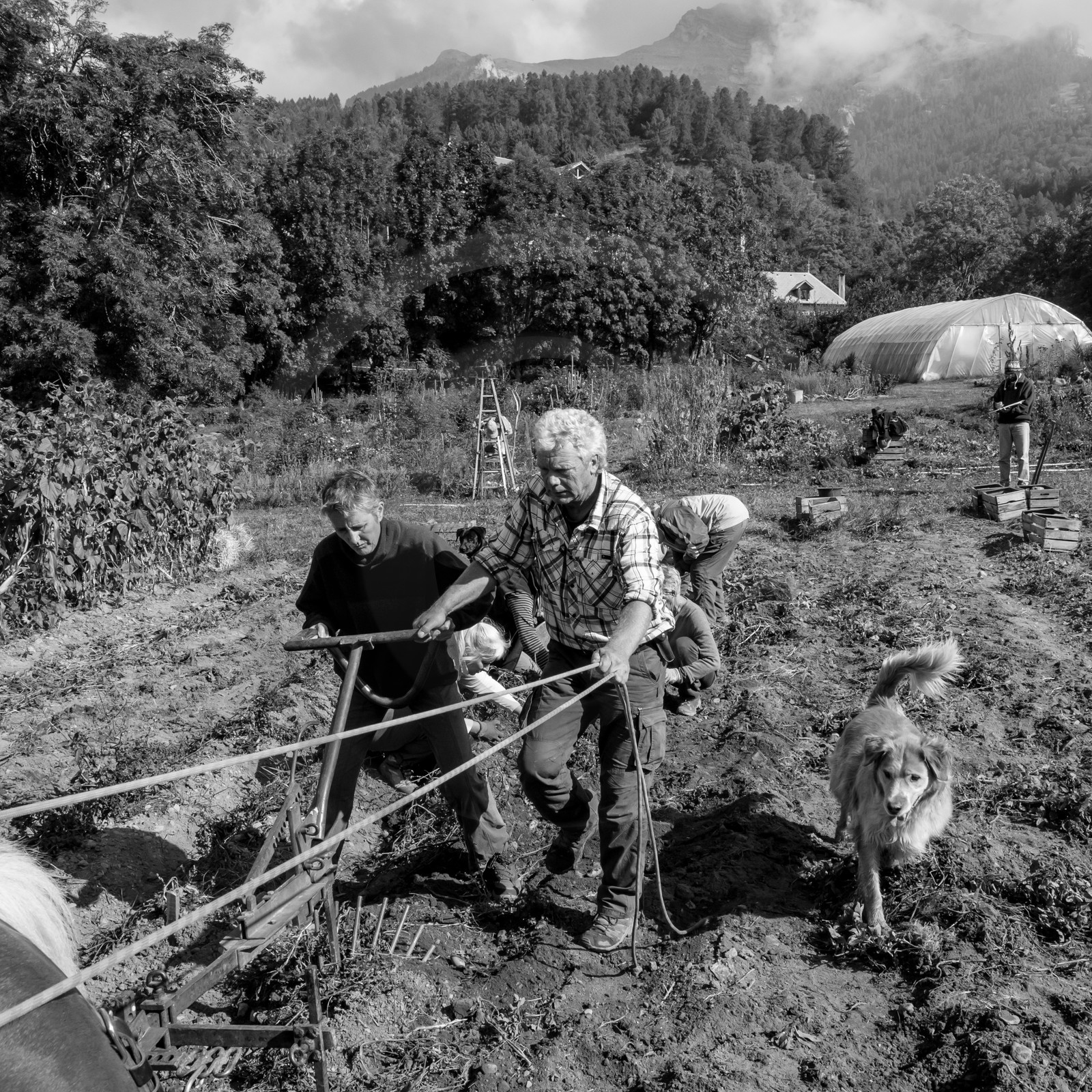 La récolte des pommes de terre avec un cheval