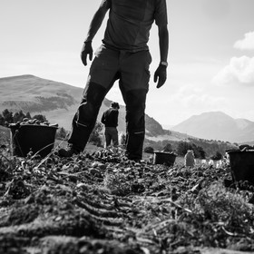 La récolte des pommes de terre