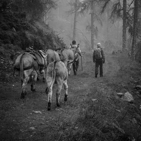 La transhumance des ânes