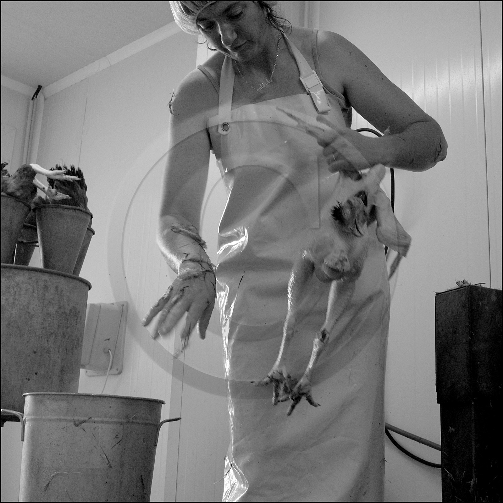 L'abattage des poulets