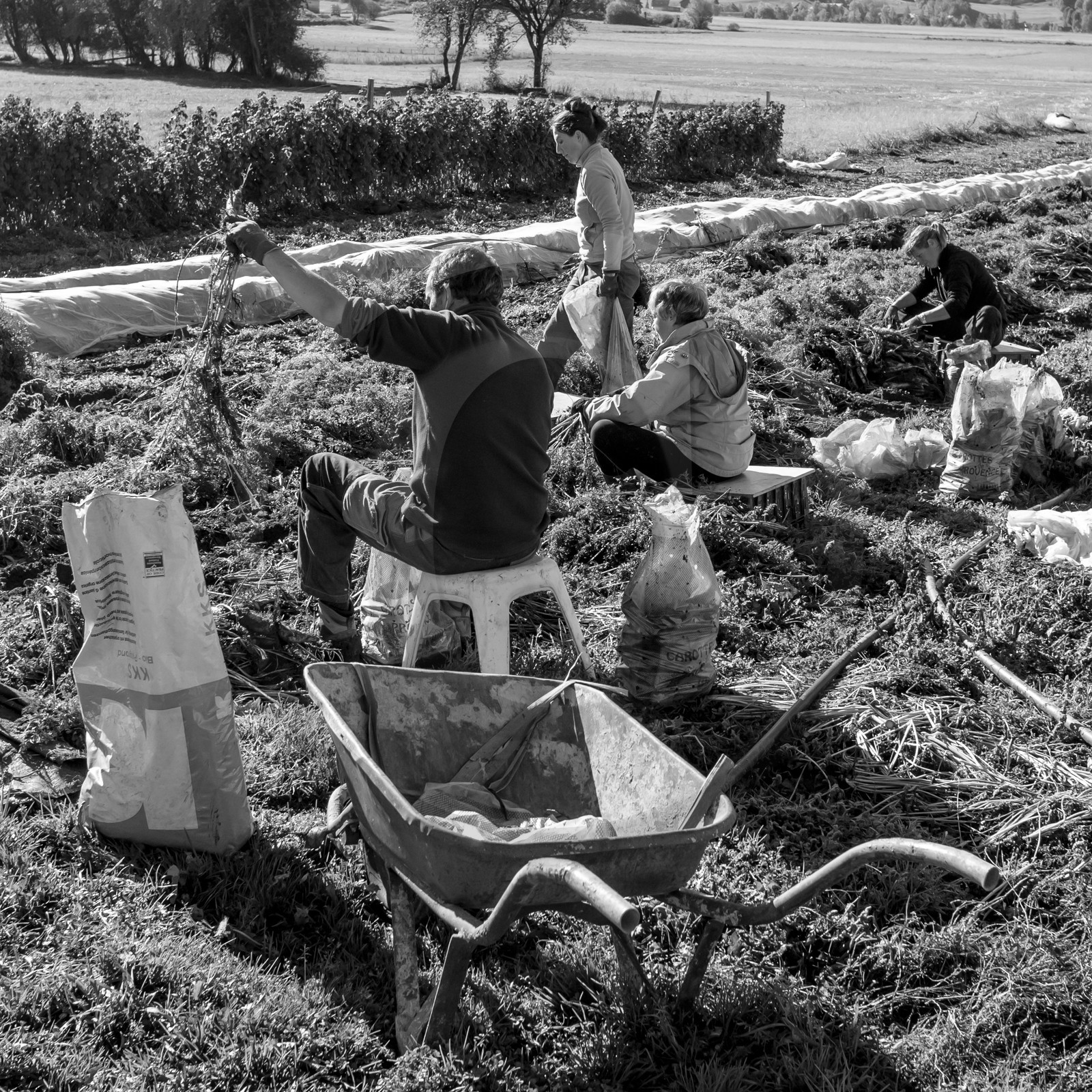 La récolte des carottes