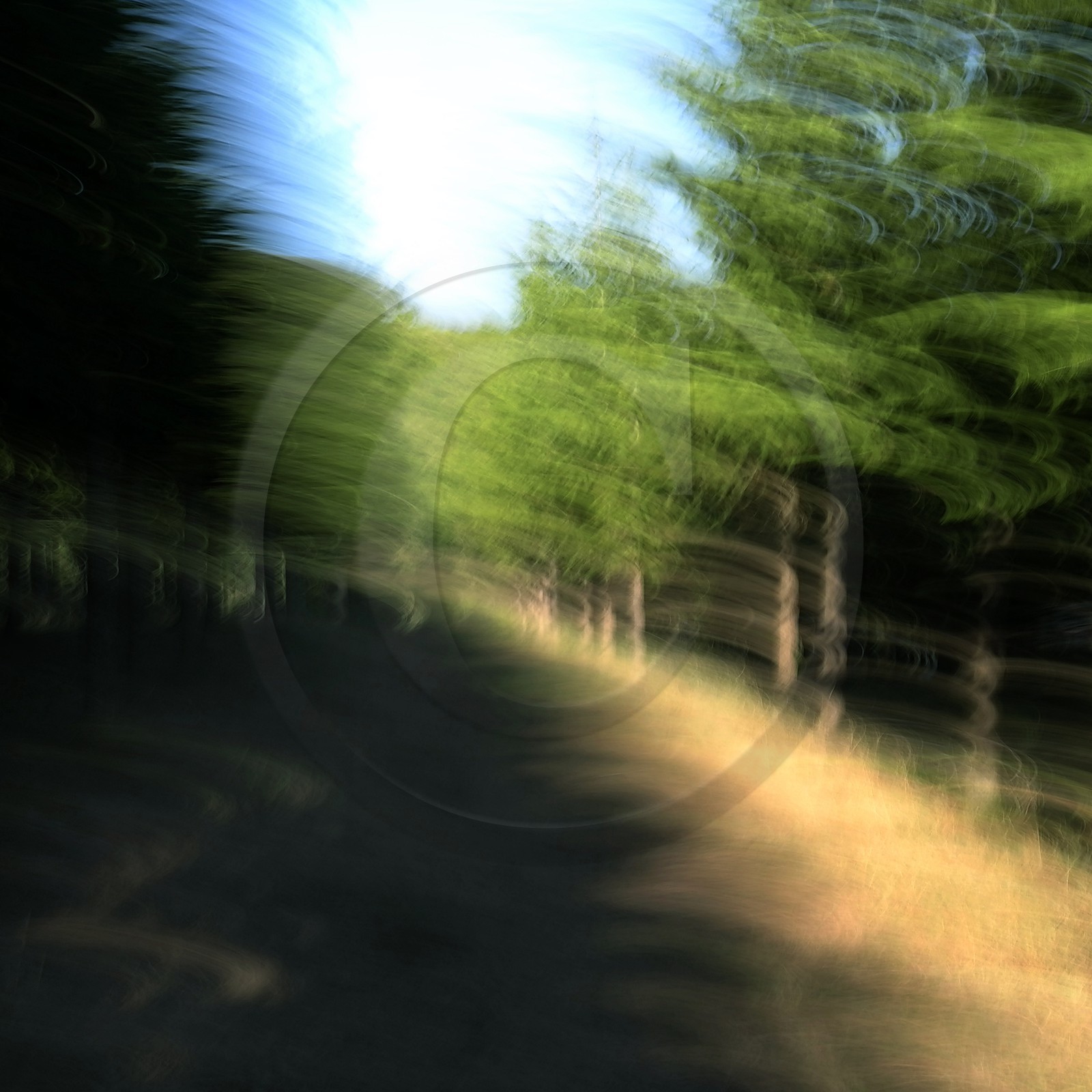 Le Pays des Arbres Flous