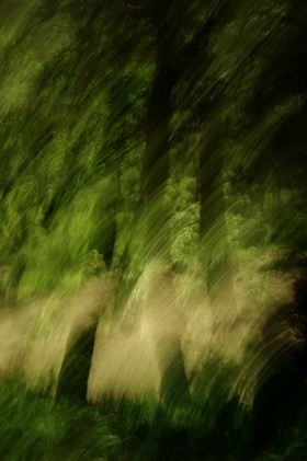 Le Pays des Arbres Flous