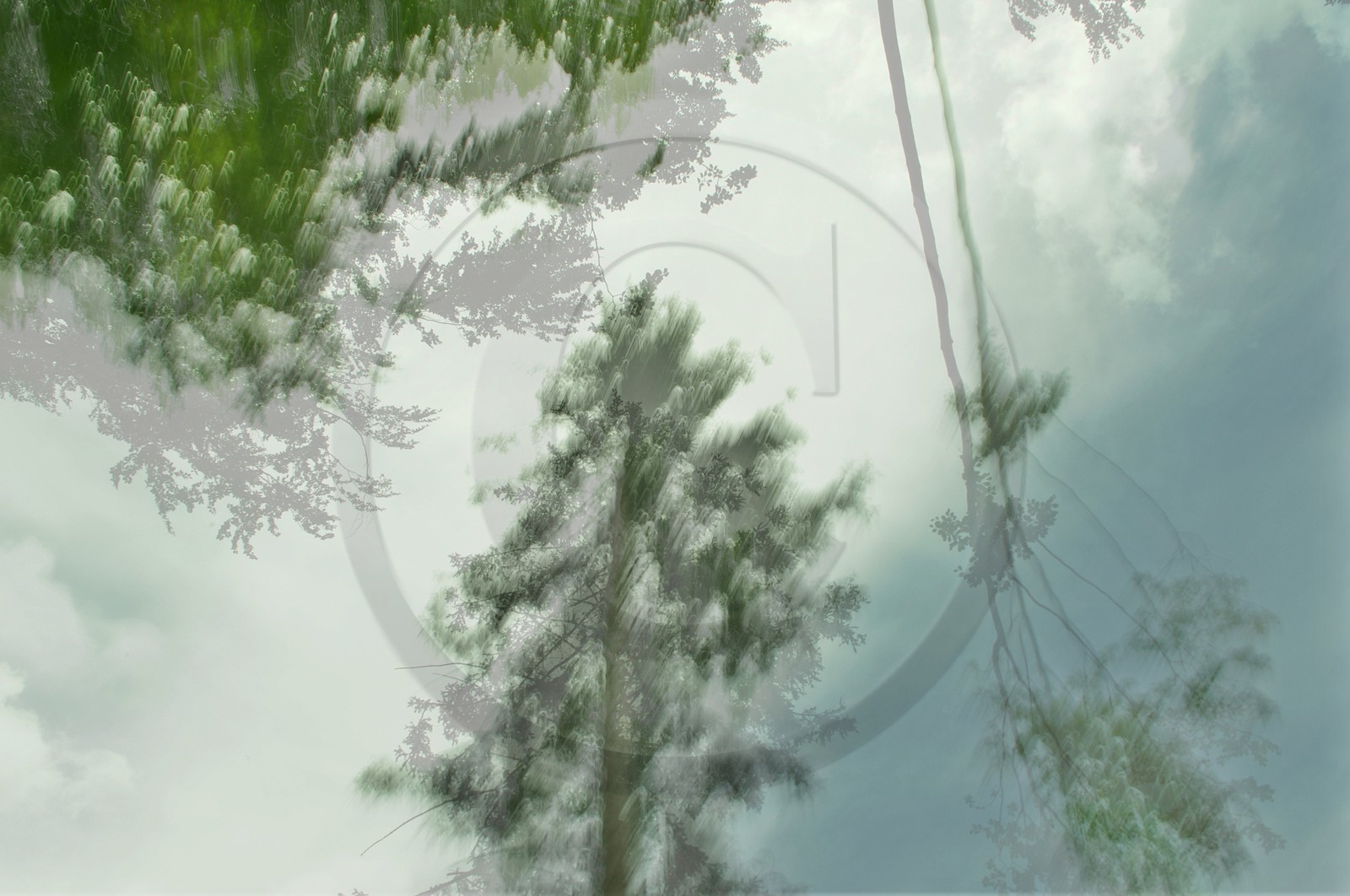 Le Pays des Arbres Flous