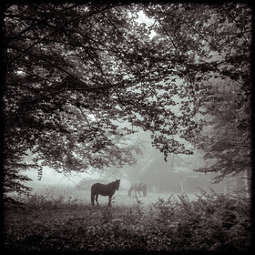 Chevaux en forêt - Le Noyer en Champsaur