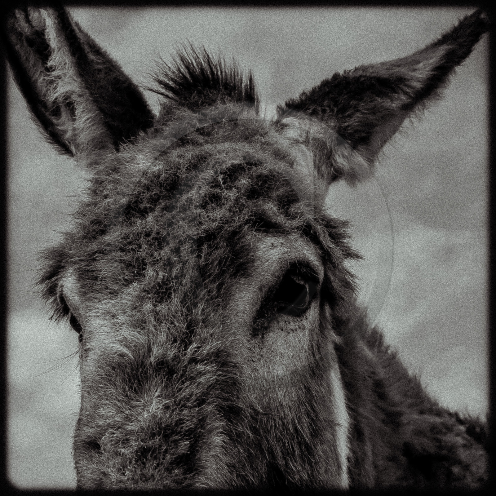 Portraits des animaux de la ferme