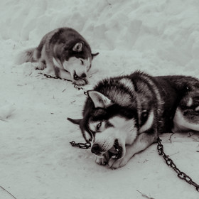 La Valgaude Traineau 2015