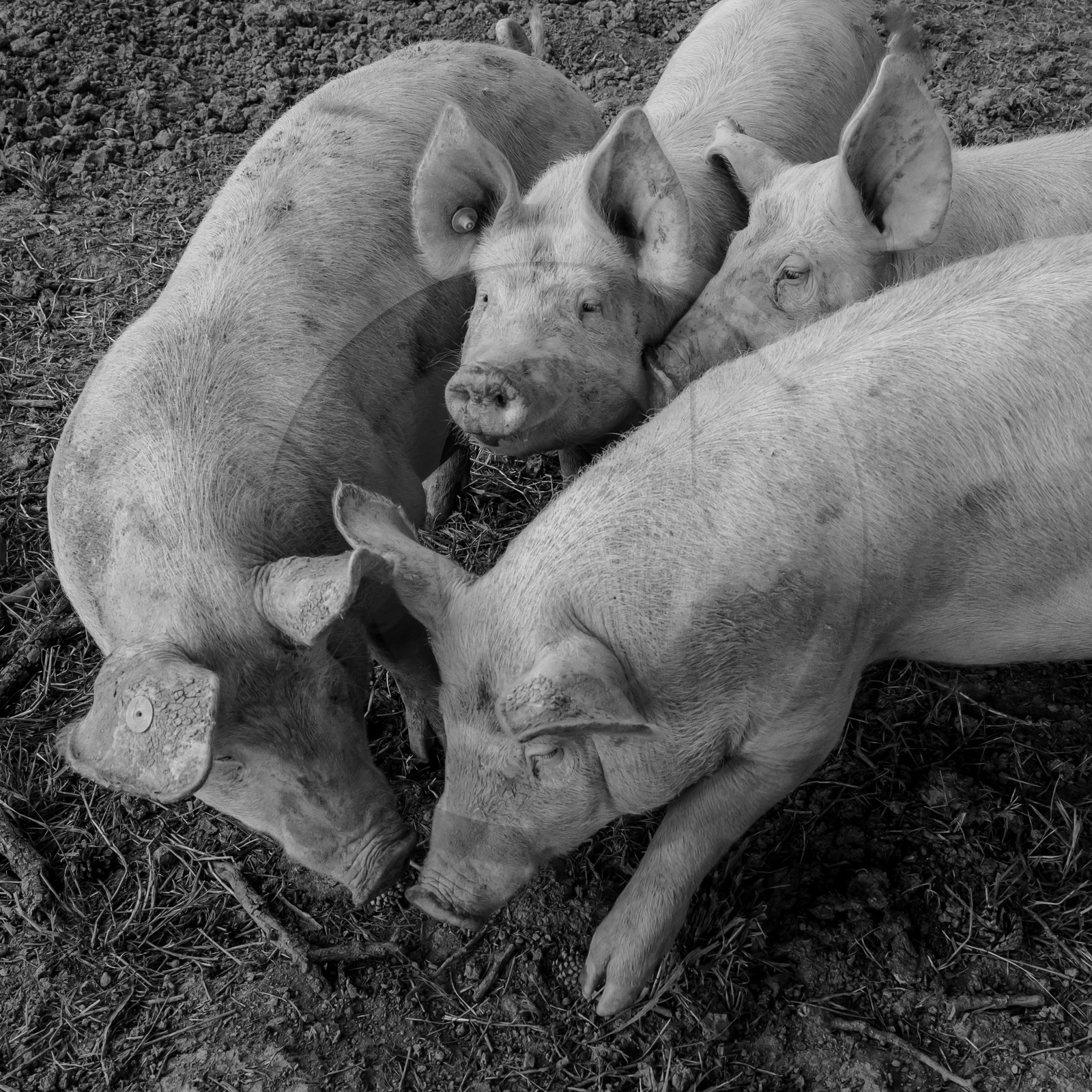 Elevage biologique de cochons en plein air