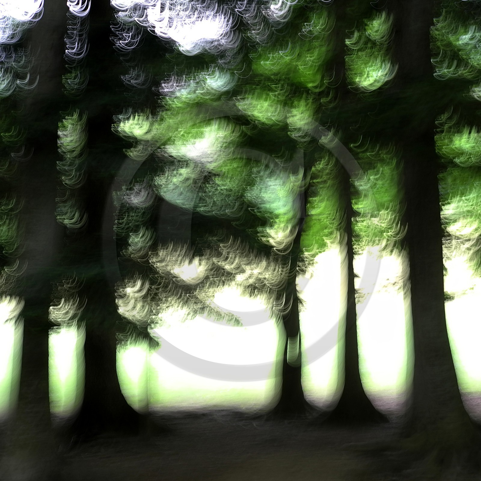 Le Pays des Arbres Flous