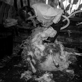 La tonte des moutons