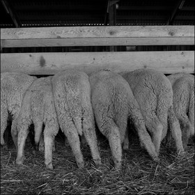 Elevage brebis à viande