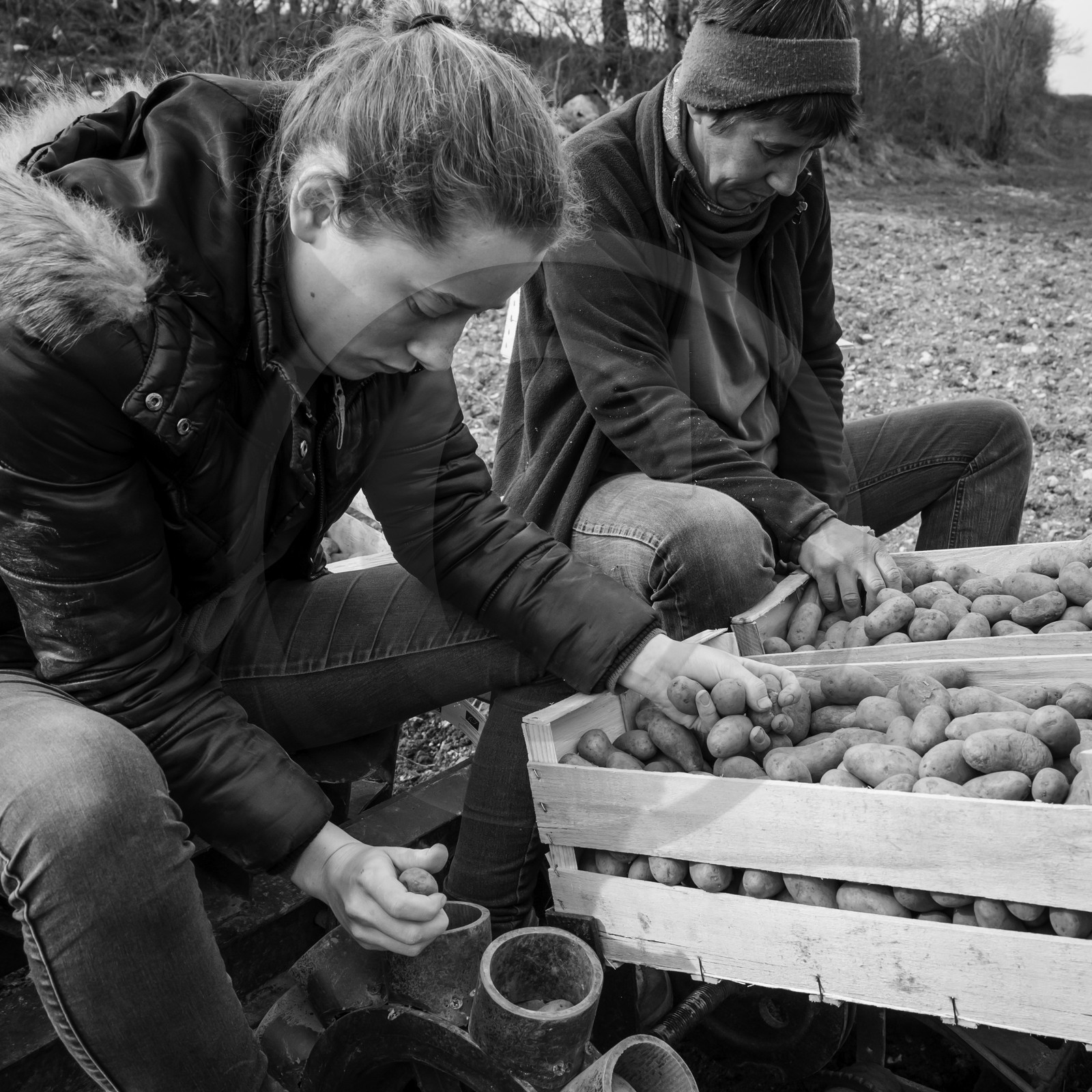 La plantation des pommes de terre