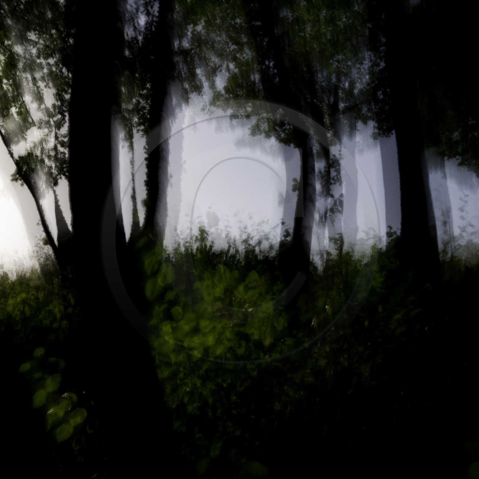 Le Pays des Arbres Flous