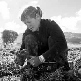 La récolte des carottes