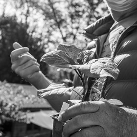 06 juin 2021 : Vide-Jardin et peinture végétale