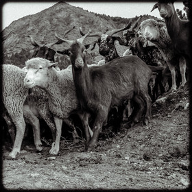 Moutons et chèvres