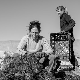 La récolte des carottes