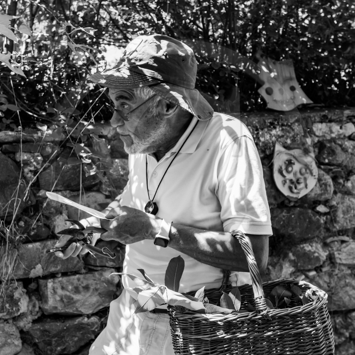 29 juin 2022 : Découverte des plantes sauvages