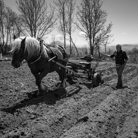 Labour avec un cheval