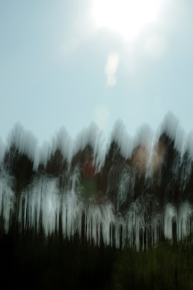 Le Pays des Arbres Flous