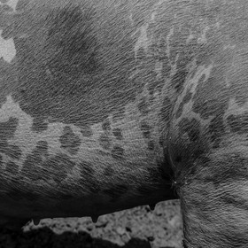 Elevage biologique de cochons en plein air