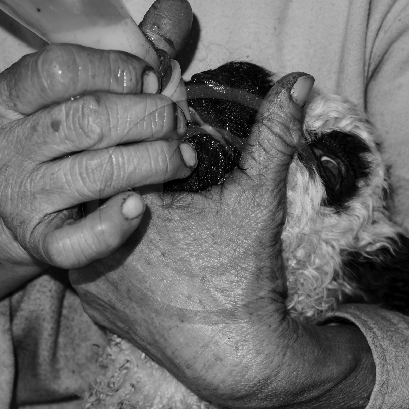 La bergerie de Michèle Soubeyrand