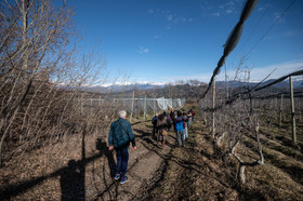 Croqueurs de pommes des Alpes Latines