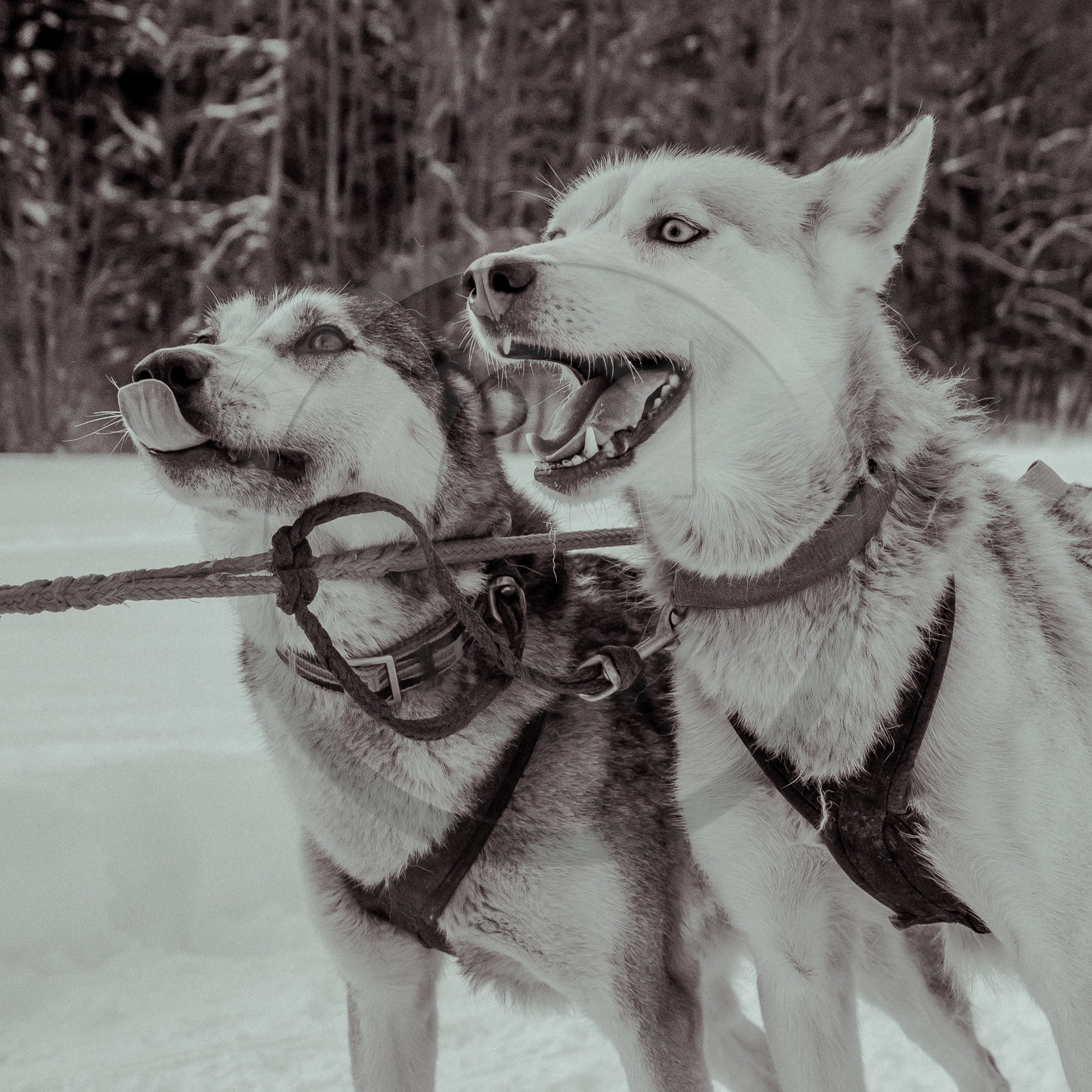 La Valgaude Traineau 2015