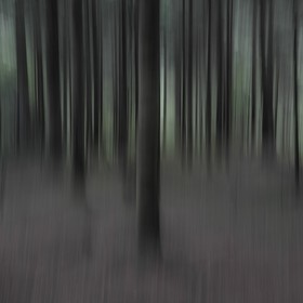 Le Pays des Arbres Flous