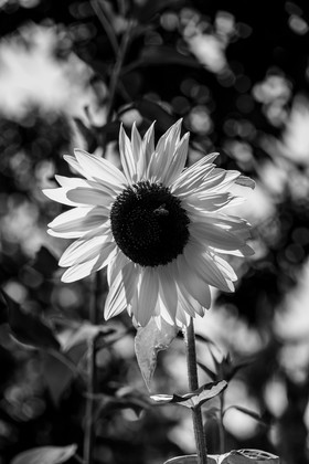 23 aout 2024 : Journée des aidants, aidés et anciens aidants